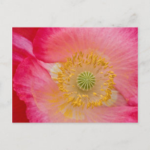 USA, North Carolina. Close-up of poppy interior Postcard