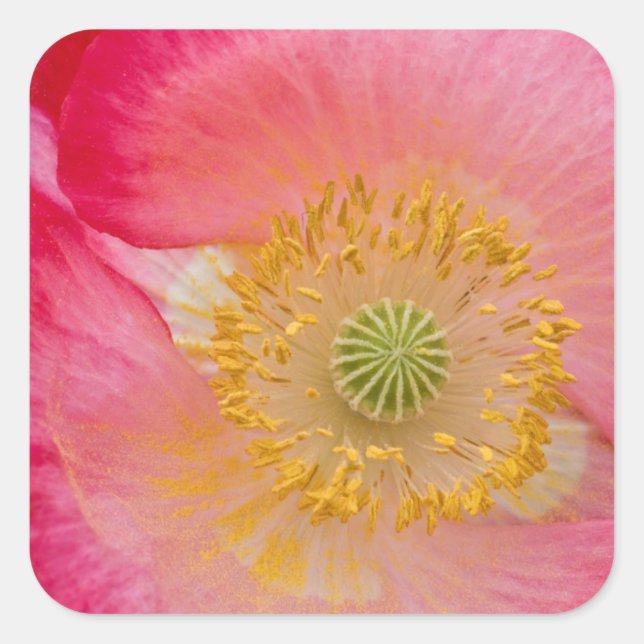USA, North Carolina. Close-up of poppy interior Square Sticker (Front)