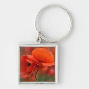 USA, North Carolina. Close-up of poppy Key Ring