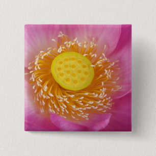 USA; North Carolina; Lotus blooming in the 15 Cm Square Badge