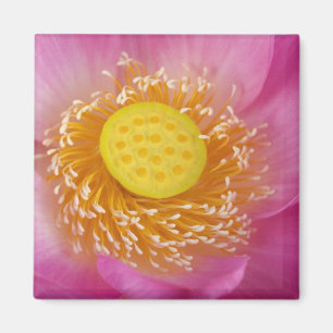 USA; North Carolina; Lotus blooming in the Magnet