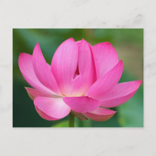 USA; North Carolina; Lotus blossom Postcard