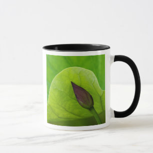 USA; North Carolina; Lotus leaf and bud Mug
