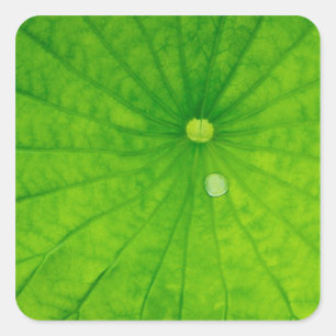 USA; North Carolina; Lotus leaf with dew drop Square Sticker