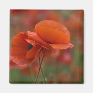 USA, North Carolina. Two red poppies Magnet