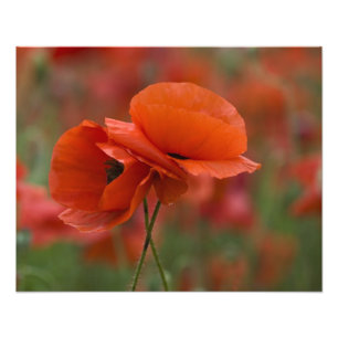 USA, North Carolina. Two red poppies Photo Print