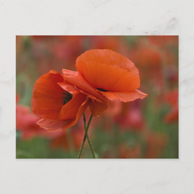 USA, North Carolina. Two red poppies Postcard (Front)