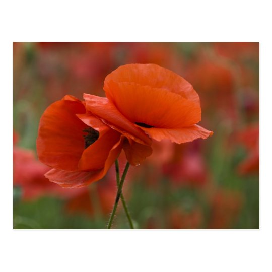 USA, North Carolina. Two red poppies Postcard