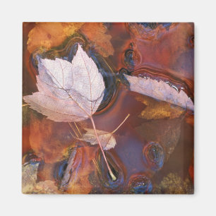 USA, Northeast, Fall leaves in puddle with Magnet