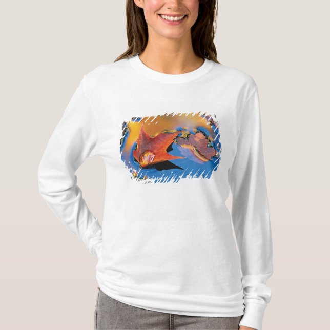 USA, Northeast, Maple Leaf in Reflection T-Shirt (Front)