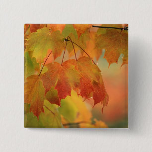 USA, Northeast, Maple Leaves in Rain. Credit as: 15 Cm Square Badge