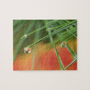 USA, Northeast, Pine tree needles with drops of Jigsaw Puzzle