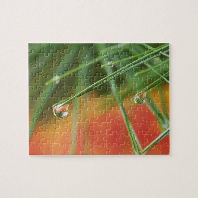 USA, Northeast, Pine tree needles with drops of Jigsaw Puzzle (Horizontal)