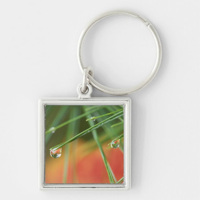 USA, Northeast, Pine tree needles with drops of Key Ring (Front)