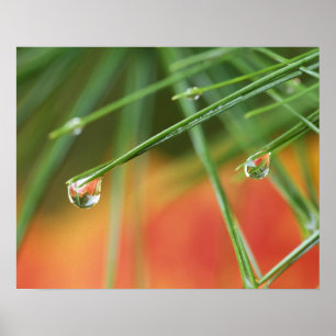 USA, Northeast, Pine tree needles with drops of Poster