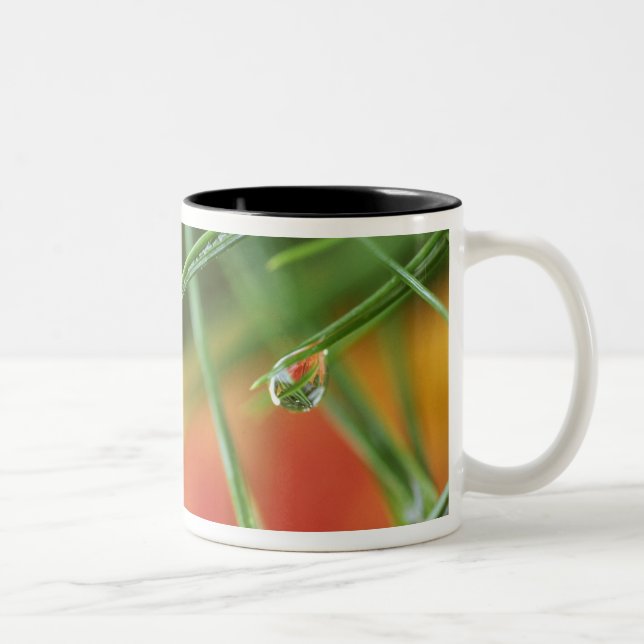 USA, Northeast, Pine tree needles with drops of Two-Tone Coffee Mug (Right)