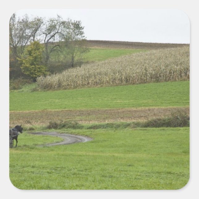 USA, Northeastern Ohio. Amish buggy on farm Square Sticker (Front)