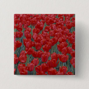 USA, Ohio, Cincinnati. Bed of red tulips 15 Cm Square Badge