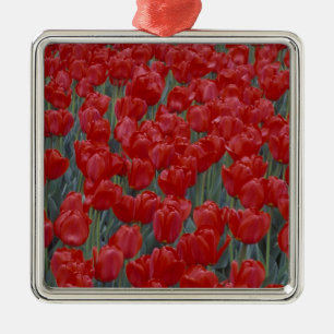 USA, Ohio, Cincinnati. Bed of red tulips Metal Ornament