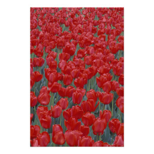 USA, Ohio, Cincinnati. Bed of red tulips Photo Print