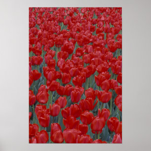 USA, Ohio, Cincinnati. Bed of red tulips Poster