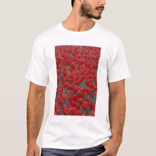 USA, Ohio, Cincinnati. Bed of red tulips T-Shirt