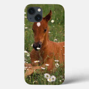 USA, Oregon, Arabian Pony. iPhone 13 Case