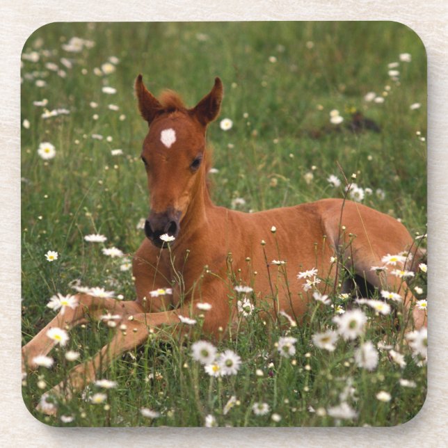 USA, Oregon, Arabian Pony. Coaster (Front)