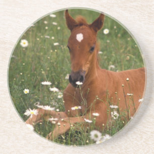 USA, Oregon, Arabian Pony. Coaster
