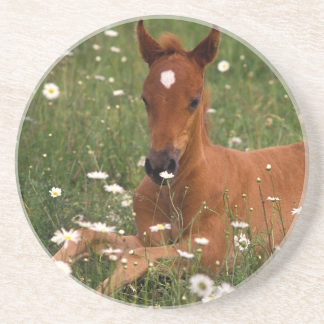 USA, Oregon, Arabian Pony. Coaster (Front)