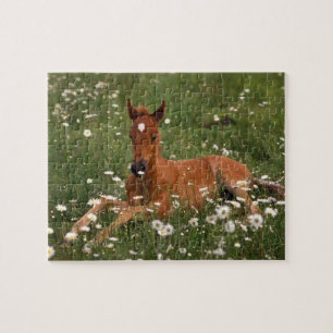 USA, Oregon, Arabian Pony. Jigsaw Puzzle