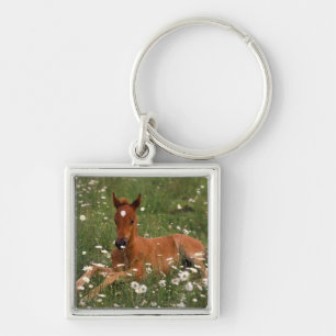 USA, Oregon, Arabian Pony. Key Ring