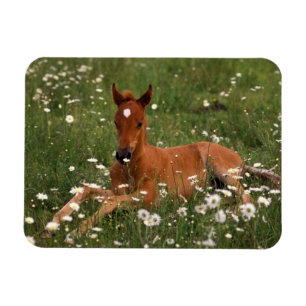 USA, Oregon, Arabian Pony. Magnet