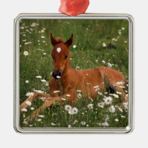 USA, Oregon, Arabian Pony. Metal Ornament