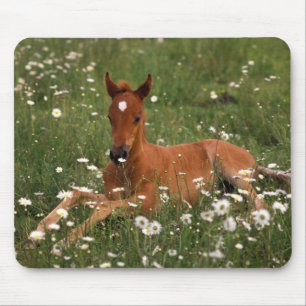 USA, Oregon, Arabian Pony. Mouse Pad