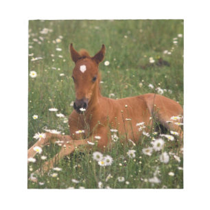USA, Oregon, Arabian Pony. Notepad