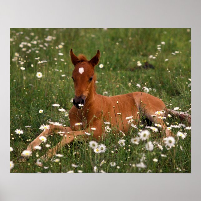 USA, Oregon, Arabian Pony. Poster (Front)