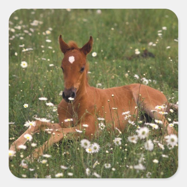 USA, Oregon, Arabian Pony. Square Sticker (Front)