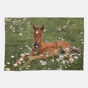 USA, Oregon, Arabian Pony. Tea Towel
