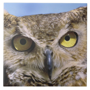 USA, Oregon, Bend. Great Horned Owls are common Ceramic Tile