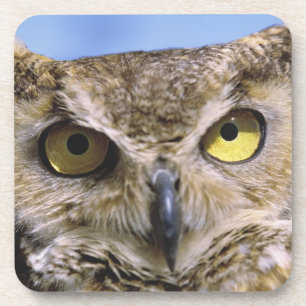 USA, Oregon, Bend. Great Horned Owls are common Coaster