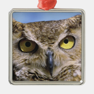 USA, Oregon, Bend. Great Horned Owls are common Metal Tree Decoration