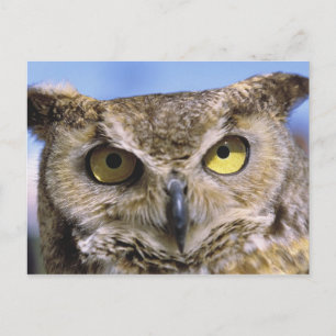 USA, Oregon, Bend. Great Horned Owls are common Postcard