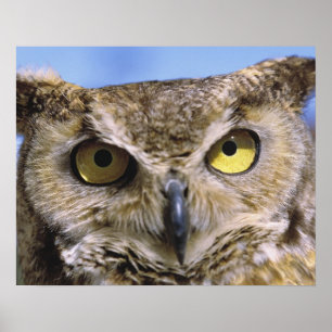 USA, Oregon, Bend. Great Horned Owls are common Poster