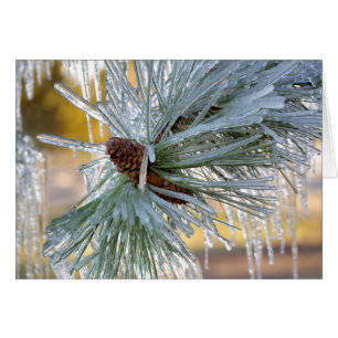USA, Oregon, Bend. Ponderosa pine needles are