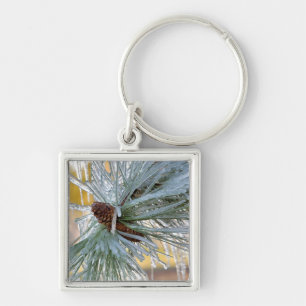 USA, Oregon, Bend. Ponderosa pine needles are Key Ring
