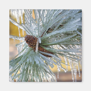 USA, Oregon, Bend. Ponderosa pine needles are Magnet