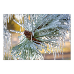 USA, Oregon, Bend. Ponderosa pine needles are Photo Print