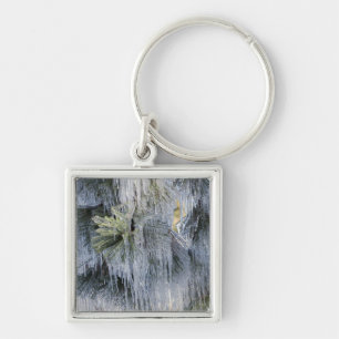 USA, Oregon, Bend. The ice on Ponderosa pine Key Ring