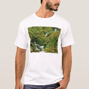 USA, Oregon, Brookings. Verdant stream along T-Shirt